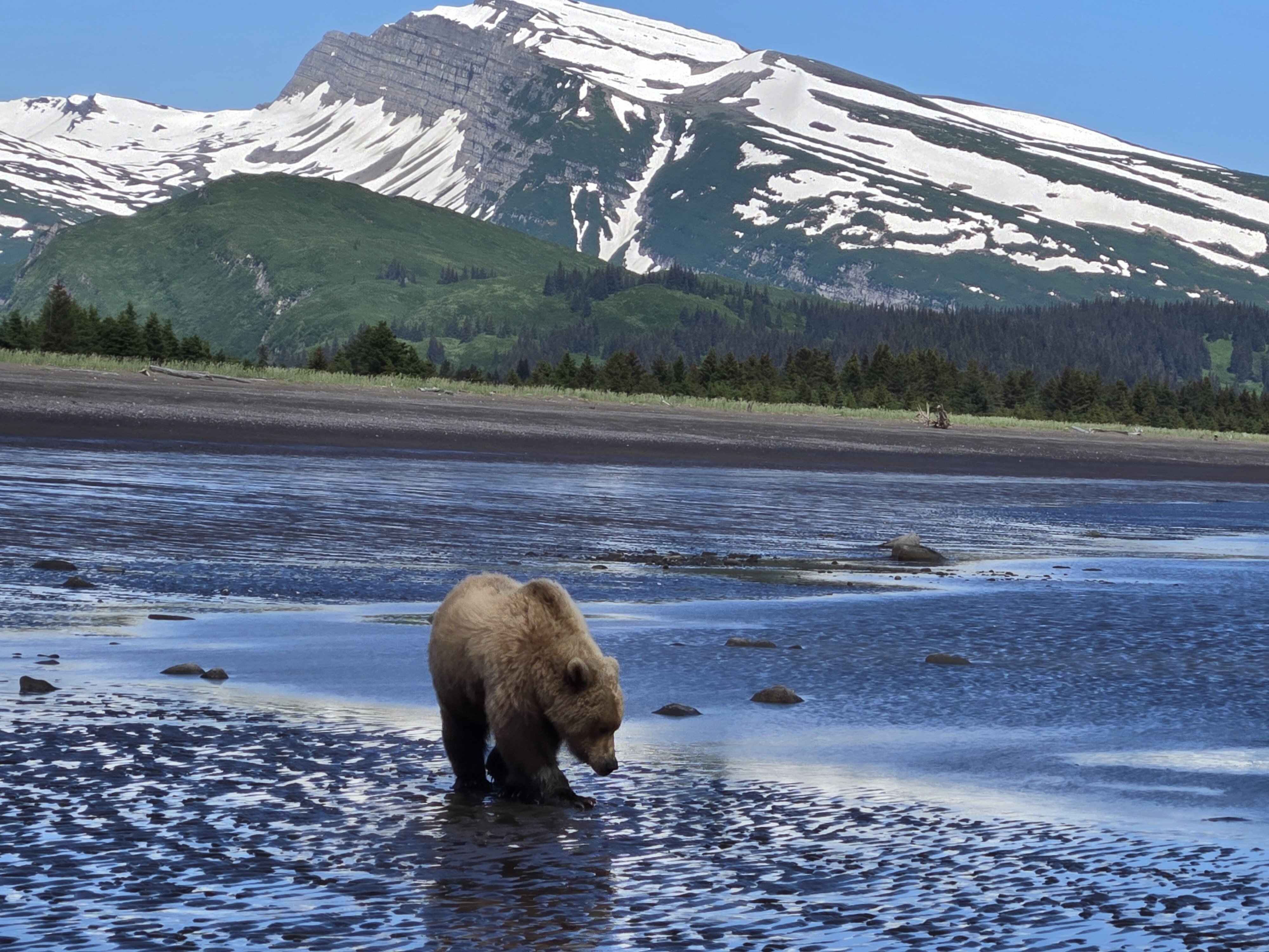 Seeking Clarity in the New Year: Lessons from Alaska’s Grizzlies